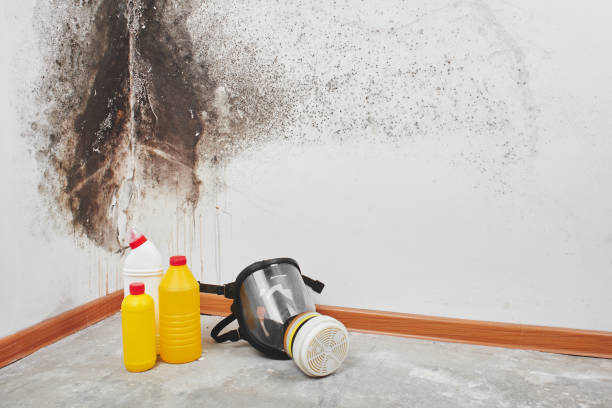 Best Mold removal after water damage  in USA